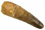 Fossil Spinosaurus Tooth - Feeding Worn Tip #344510-1